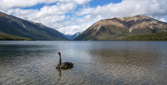 Black swan (Cygnus atratus) at Lake Rotoiti, Nelson Lakes National Park, Tasman District, South Island, New Zealand