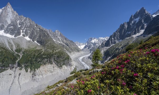Alpine roses on the mountainside, glacier tongue Mer de Glace, behind Grandes Jorasses, Mont Blanc area, Chamonix, France