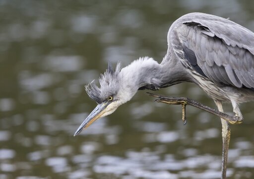 Young Grey Heron (Ardea cinerea) scratching itself, Hesse, Germany