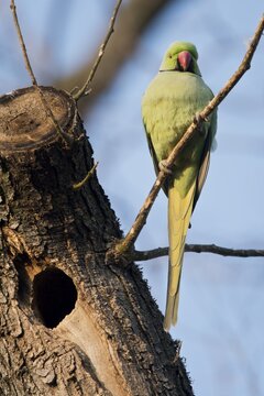 Rose-ringed parakeet (Psittacula krameri) at the breeding burrow, Rhineland-Palatinate, Germany