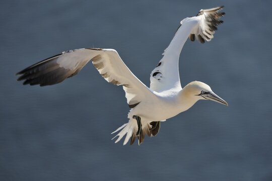 Gannet (Morus bassanus, Sula bassana) landing