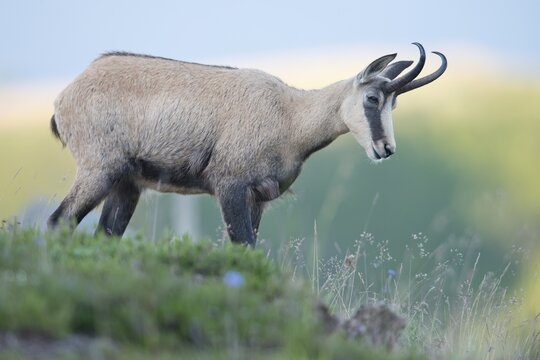 Chamois (Rupicapra rupicapra), Vosges, Alsace-Lorraine, France