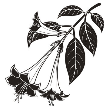 Iochroma Flower Vector Botanical Illustration