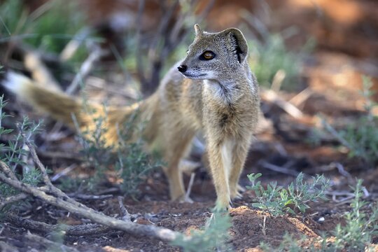 Fox mongoose (Cynictis penicillata), adult, alert, foraging, Mokala National Park, Northern Cape, South Africa