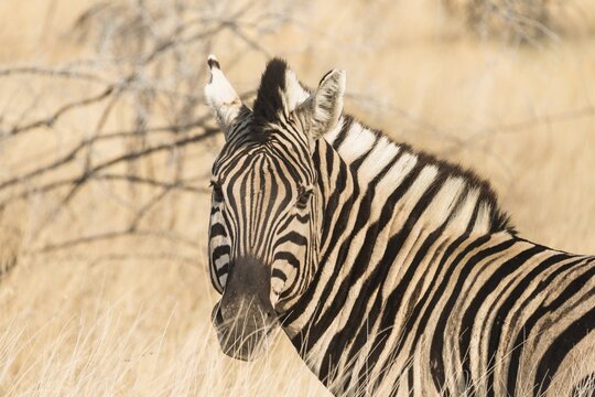 Burchell's Zebra (Equus burchellii), Etosha National Park, Namibia