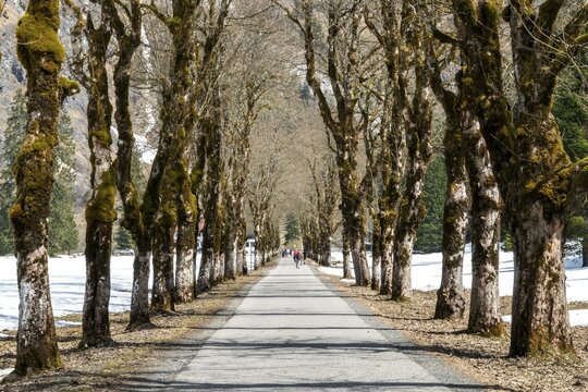 Allee mit Sycamore, Oytalstra&szlig;e, Oytal, Oberstdorf, Oberallg&auml;u, Allg&auml;u, Bavaria, Germany