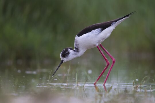 Black-winged Stilt (Himantopus himantopus) foraging, Lake Neusiedl, Austria