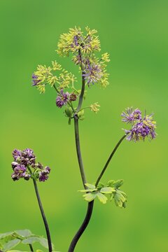 Columbine greater meadow rue (Thalictrum aquilegiifolium), flower, flowering, Ellerstadt, Germany