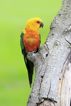 Sun Parakeet (Aratinga solstitialis jandaya), adult on tree, occurrence in Brazil, captive