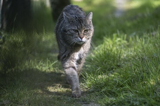 Wildcat (Felis silvestris), captive, H&uuml;tscheroda, Thuringia, Germany