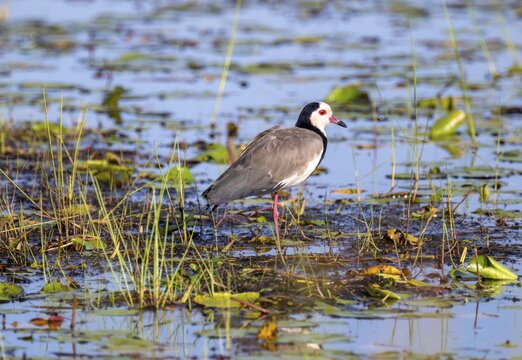 Long-toed Lapwing (Vanellus crassirostris), bird on the shore, Mabamba Swamp, Lake Victoria, Uganda