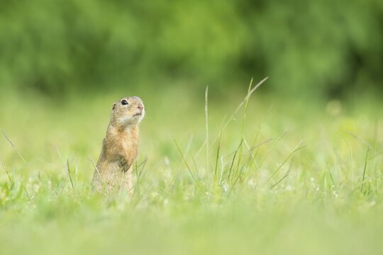 European ground squirrel (Spermophilus citellus), National Park Lake Neusiedl, Burgenland, Austria