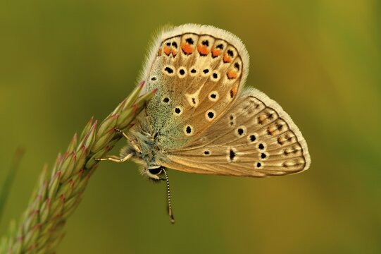 Common Blue (Polyommatus icarus)