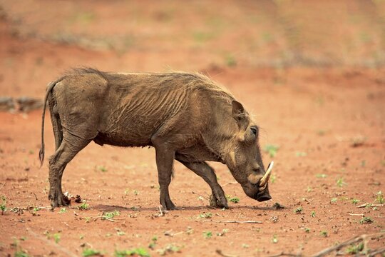 Warthog (Phacochoerus aethiopicus), adult foraging, Kruger National Park, South Africa