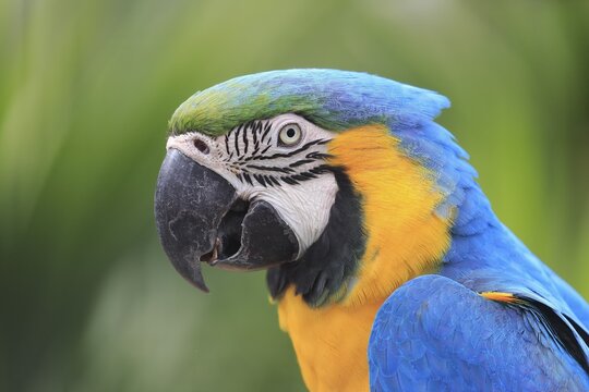 Blue and yellow macaw (Ara ararauna), adult, portrait, captive, Adelaide, South Australia, Australia