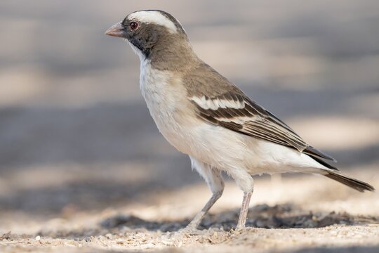 White-browed weaver (Plocepasser mahali), formerly called Mahali weaver, Kgalagadi Transfrontier National Park, Northern Cape, South Africa