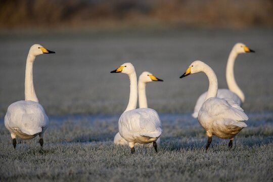 Whooper swans (Cygnus cygnus), Emsland, Lower Saxony, Germany