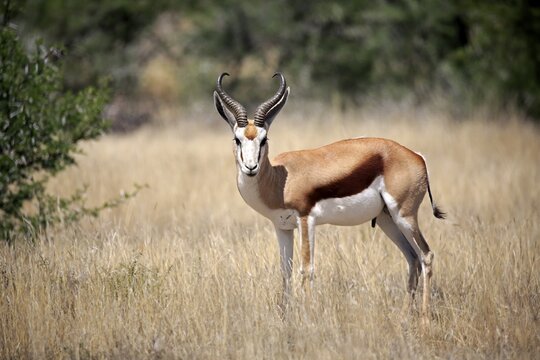 Springbok (Antidorcas marsupialis), adult, male, standing in dry scrubland, Mountain Zebra National Park, Eastern Cape, South Africa