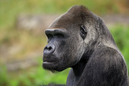 Western gorilla (Gorilla gorilla), adult, male, portrait, captive