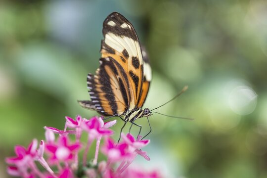 Xanthocles longwing (Heliconius xanthocles) sitting on pink flower, captive
