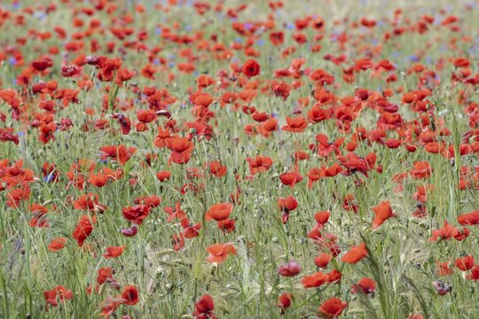 Poppy flower (Papaver rhoeas) in a grain field, Mecklenburg-Western Pomerania, Germany