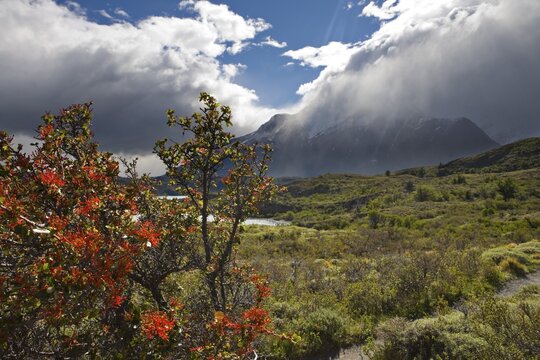 Chilean Firebush (Embothrium Coccineum) with the peaks of Los Cuernos in background, Torres del Paine National Park, Patagonia, Chile, South America