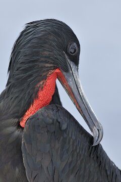 Portrait of a Great Frigatebird (Fregata minor), North Seymour Island, Galapagos, Ecuador, South America