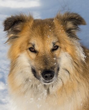 Islanddog (Canis lupus familiaris), animal portrait in the snow, also Icelandic Spitz, Icelandic Shepherd, Iceland