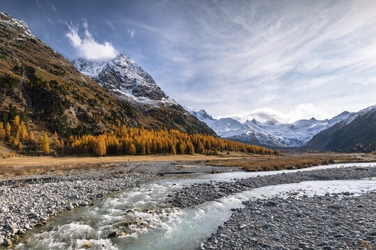 Golden larches, brook and snow-covered mountains in (Val Roseg), Pontresina, Engadin, Grisons, Switzerland