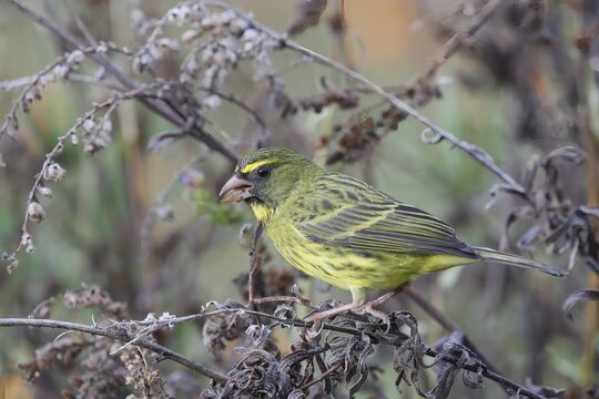 Black-chinned Seedeater (Crithagra scotops), Forest Seedeater, adult, male, foraging, on wait, Kirstenbosch Botanic Gardens, Cape Town, South Africa