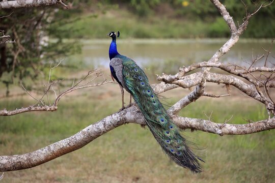 Indian peafowl (Pavo cristatus), adult male on the lookout, sitting on a tree, Bundala National Park, Sri Lanka