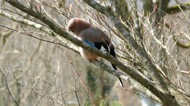 Eurasian Jay (Garrulus glandarius) perched on a tree branch in Zurich, Switzerland