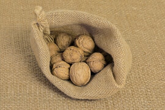 Persian walnut (Juglans regia), fruits, nuts, with shell, unshelled, Germany