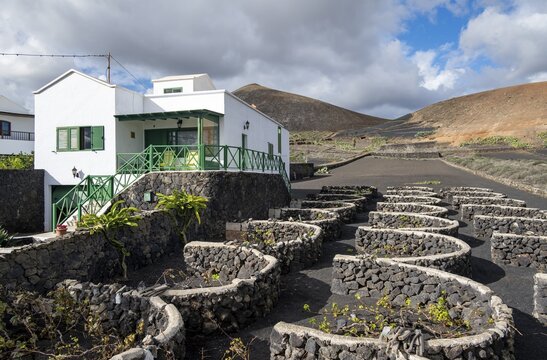 Typical white house between volcanic landscape, traditional winegrowing on Lapilli volcanic sand, Lanzarote, Canary Islands, Spain
