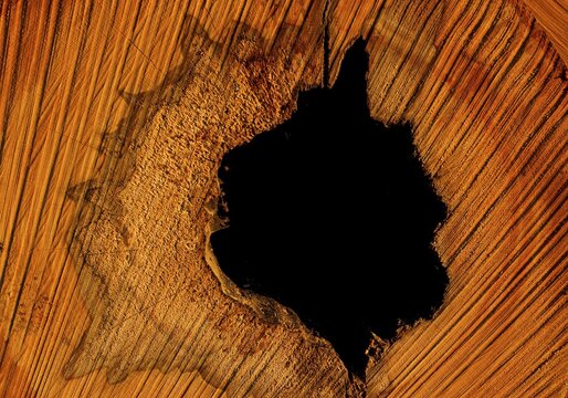 Hole in a beech trunk, St. Veit, Lower Austria, Austria, Europe