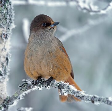 Siberian Jay (Perisoreus infaustus), sits on twig with hoarfrost, Kuusamo, Finland