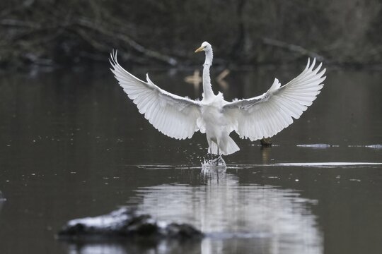 Great egret (Ardea alba) landing in water, frontal view, Hesse, Germany