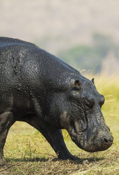 Hippopotamus (Hippopotamus amphibius), with wet skin at the bank of the Chobe River, Chobe National Park, Botswana