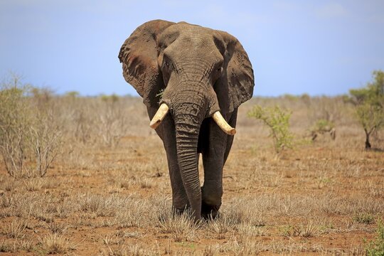 African elephant (Loxodonta africana), adult male, bull in bush savannah, Kruger National Park, South Africa