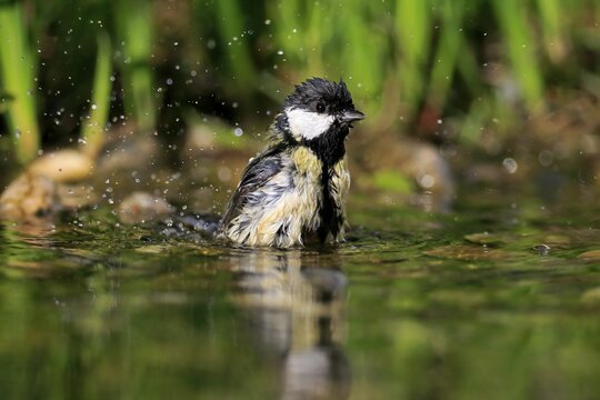 Great tit (Parus major), adult, bathing, in water, garden pond, Rhineland-Palatinate, Germany