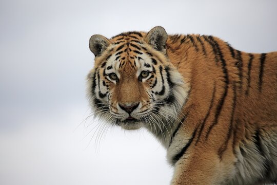 Bengal tiger (Panthera tigris tigris), adult, looking out, animal portrait, captive, England, United Kingdom