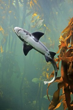 Spotted tidal creek Shark, Sharp-toothed Dogfish, (Triakis megalopterus), adult, swimming, in water, captive, Cape Town, South Africa