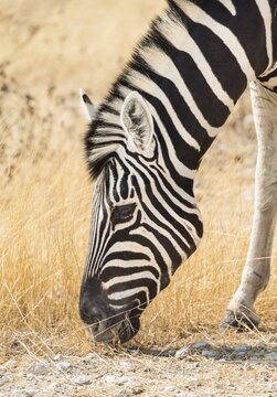 Plains Zebra (Equus quagga), Etosha National Park, Namibia