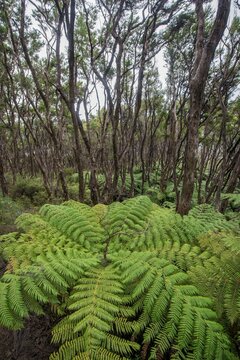Forests with tree ferns (Cyatheales), Abel Tasman National Park, Southland, New Zealand