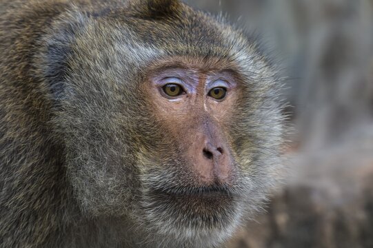 Long-tailed Macaque or Crab-eating Macaque (Macaca fascicularis), adult, Thailand