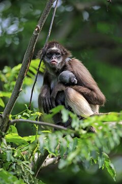 White-bellied spider monkey, long-haired spider monkey (Ateles belzebuth), dam with young animal on tree, occurrence South America, captive