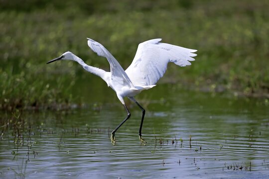 Little egret (Egretta garzetta), adult taking flight, Bundala National Park