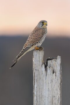 Common Common Kestrel (Falco tinnunculus), young male on pasture pole with field mouse in red sky, dawn, Swabian Alb Biosphere Reserve, Baden-W&uuml;rttemberg, Germany