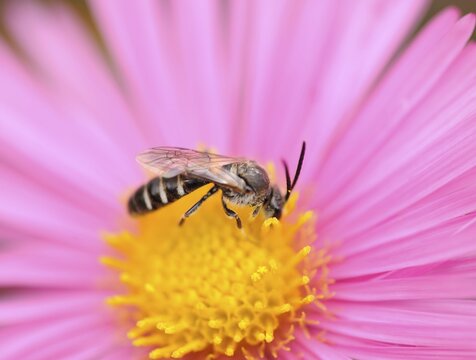 China aster (Callistephus chinensis) with honey bee (Apis mellifera)