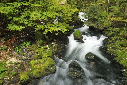 Autumn coloured woods alongside the Orbe River, Vallorbe, Jura, Switzerland, Europe